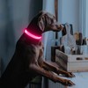 Illumifun LED Dog Collar | USB Rechargeable Light Up Dog