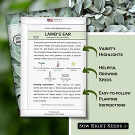 Sow Right Seeds - Lambs Ear Seeds for Planting - Non-GMO Heirloom Packet with Instructions to Grow an Outdoor Flower Garden - Wooly Silver Leaves, Perennial Foliage - Stachys for Rock Gardens (2)