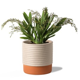 Chubacoo Self Watering Plant Pot : 8 Inch Ceramic Planter with Drainage Hole & Water Storage Plus - Flower Pot for Indoor & Outdoor Plants (Beige & Red-Brown)