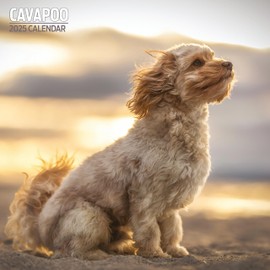 Cavapoo Traditional Calendar 2025