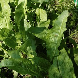 Everwilde Farms - 1000 Large Leaf Sorrel Herb Seeds - Gold Vault Jumbo Seed Packet
