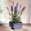 Lavender Provance Lavandula Seeds for Planting Herb Garden About 100