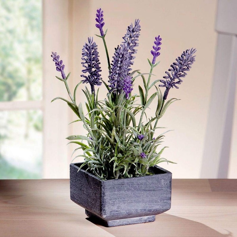 Lavender Provance Lavandula Seeds for Planting Herb Garden About 100