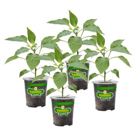 Bonnie Plants Serrano Pepper 19.3 oz. 4 Pack