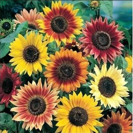 500+ Mixed Sunflower Seeds for Planting (17+ Varieties, Crazy Mixture), Indoor & Outdoor, Bulk Pack, Heirloom, Non-GMO, Attracts Butterflies & Bees