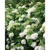 Hydrangea aborescens Incrediball® (Smooth Hydrangea)