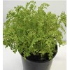 FRESCURA/FRESCURA Full Plant with ROOTH