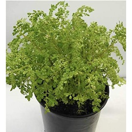 FRESCURA/FRESCURA Full Plant with ROOTH
