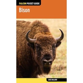 Bison