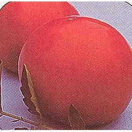 Mountain Fresh Plus Tomato Seeds