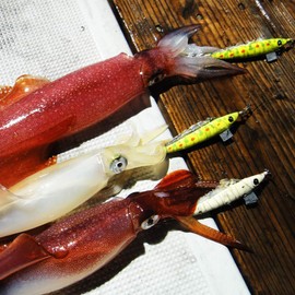 Keystone Egi Early Lucky Bait Roll No. M Full Luminous White