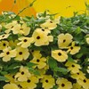 Outsidepride Sunrise Yellow Thunbergia Black Eyed Susan Seeds - 200