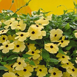 Outsidepride Sunrise Yellow Thunbergia Black Eyed Susan Seeds - 200 Pcs Annual, Climbing Vine Flower Seeds for Planting Yellow Blooms for Low Maintenance Gardens, Containers, Trellis & Fences