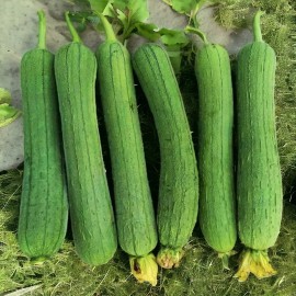 Nygardenia 30pcs Luffa Chubby Pier Gourd Seeds - Non-GMO, Loofah Sponge Gourd Seeds