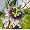 Passiflora 'Frederick' - Edible Purple Passion Flower Fruit Vine -
