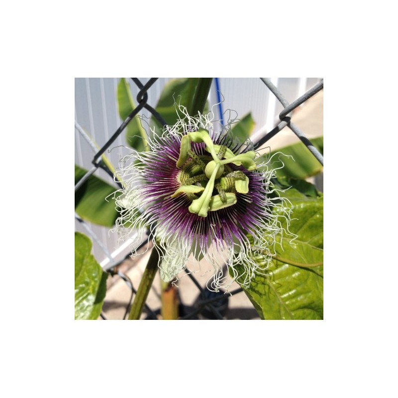 Passiflora 'Frederick' - Edible Purple Passion Flower Fruit Vine -