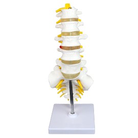 Science Resource S08530 Medical Grade, Articulated Lumbar Spinal Column | Features 5 Lumbar/Vertebrae with Intervertebral Discs, Lumbar Nerves and Spinal Cord | Instruction Manual