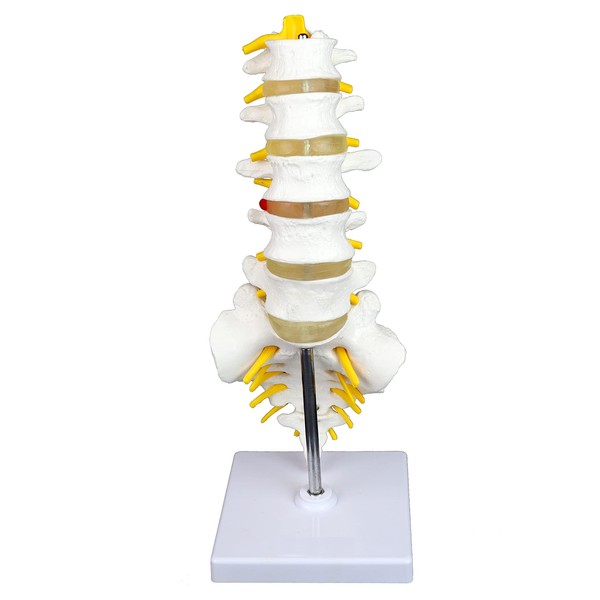 Science Resource S08530 Medical Grade, Articulated Lumbar Spinal Column |