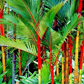 10 Red Sealing Wax Lipstick Palm Tree Seeds (Cyrtostachys Renda) House Plant