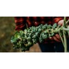 Early Half Tall Brussels Sprouts - 101 Seeds - Heirloom
