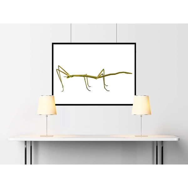 Sewing Machine Check Spring 66774