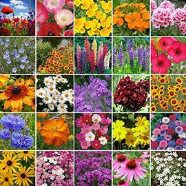 Northeast Wildflower Seed Mix - 1 Pound - Mixed Wildflower Seeds, Attracts Bees, Attracts Butterflies, Attracts Hummingbirds, Attracts Pollinators, Easy to Grow & Maintain, Cut Flower Garden