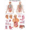 Erler Zimmer Anatomical Chart - The Digestive System - 2