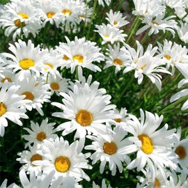 5000+ Perennial Chrysanthemum Seeds for Planting-AKA Shasta Daisy Heirloom Wildflower Seeds Pack