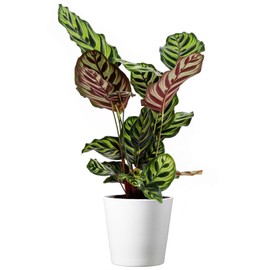 American Plant Exchange Live Calathea Makoyana – 6-Inch with Pot Cover – Pet-Friendly Tropical Houseplant with Patterned Leaves for Low Light Homes, Offices & Indoor Plant Décor