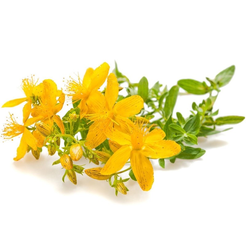 St. John's Wort C/S - Dried Hypericum perforatum Loose Tea