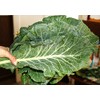 100+ Giant Collard Georgia Southern Seeds Herb Heirloom Non-GMO from