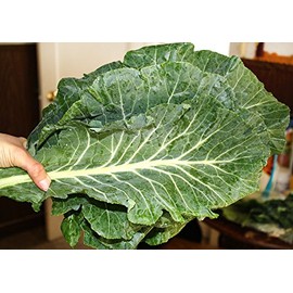 100+ Giant Collard Georgia Southern Seeds Herb Heirloom Non-GMO from USA