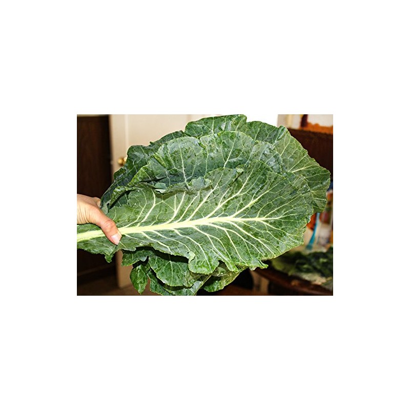 100+ Giant Collard Georgia Southern Seeds Herb Heirloom Non-GMO from