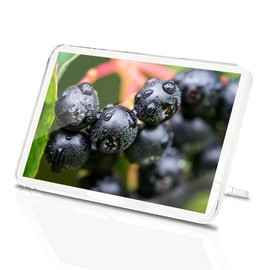 Classic Rectangle Magnet with Stand - Black Chokeberry Fruit Plant Nature - Fridge Locker Office Whiteboard Toolbox #52642