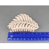 pale blush leaf hair clip claw butterfly clamp 3 5/8