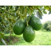 Basfoliar Amino Sl Aminoácidos Con Npk Compo Expert 1 L