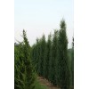 Conifer Kingdom Juniperus virginiana 'Taylor' - Virginia Juniper *Live Plant