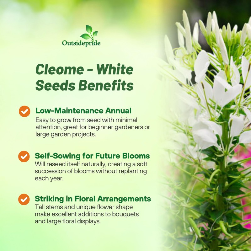 Outsidepride White Cleome Seeds - 1000 Pcs Annual Flower Seeds