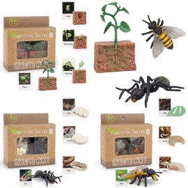 MIKNEKE Montessori Life Cycle Animal Figurines Learning & Education Toys, Plastic Insect Life Cycle Toys for Kids, Preschool Learning Activities for Toddlers (Plant Bee Ant)