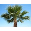 Fresh 50+ MEXICAN FAN PALM TREE SEEDS, WASHINGTON ROBUSTA (012)