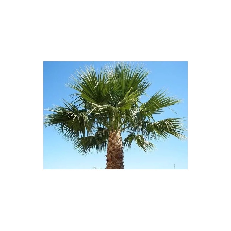 Fresh 50+ MEXICAN FAN PALM TREE SEEDS, WASHINGTON ROBUSTA (012)