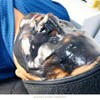 Charcoal Mascarilla Hidro-Plastica Purificante con Carbon Activado, Sauce y Tea