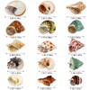 15PCS Hermit Crab Shells | Natural Sea Conch Size 1.6"-3.2"