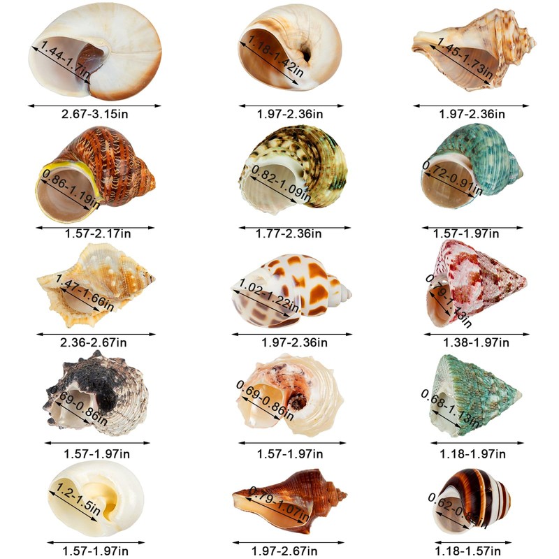 15PCS Hermit Crab Shells | Natural Sea Conch Size 1.6"-3.2"
