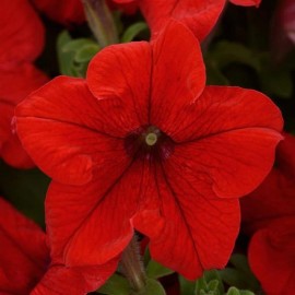Petunia Seeds 50 Pelleted Seeds Petunia Pretty Grand Red