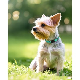 Joytale Small Dog Collar, Reflective and Adjustable Nylon Collar with Quick-Release Buckle, Lightweight No-Choke Design for Small Dogs, Teal, 3/4" Width