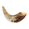 Traditional Natural Shofar Ram's Horn From Israel Certified Kosher (35-40