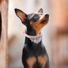 HOWWFALY Bling Rhinestone Crystal Dog Collar PU Leather Adjustable Collar