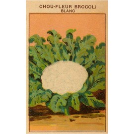French Cauliflower Broccoli Seed Packet - Vintage Image