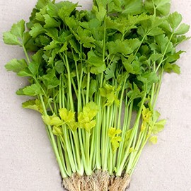 Chinese Celery Seeds - Yellow Stem - 1 Oz ~75000 Seeds - Non-GMO, Heirloom - Asian Garden Vegetable & Microgreens